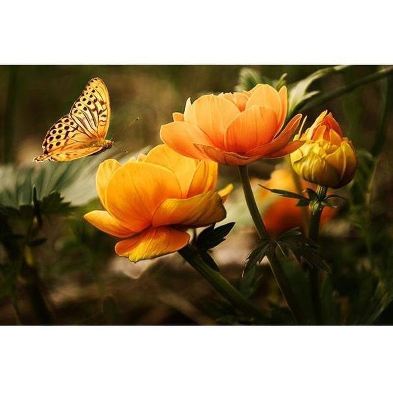 Oranje bloemen met vlinder Diamond painting | Eigen foto | Dieren | Kopen | Dikke dames | Action | Nederland | Steentjes | Diamant | De Diamond Painter